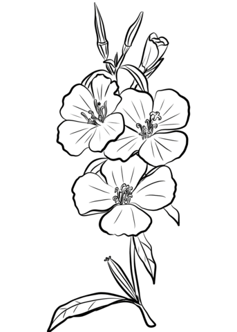 Godetia Rubicunda 'Farewell To Spring' Coloring Page